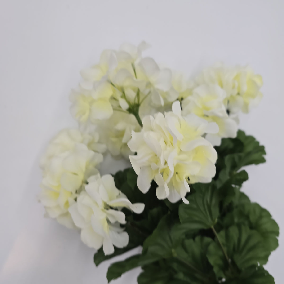 17&quot;GERANIUM BUSH--FBG514