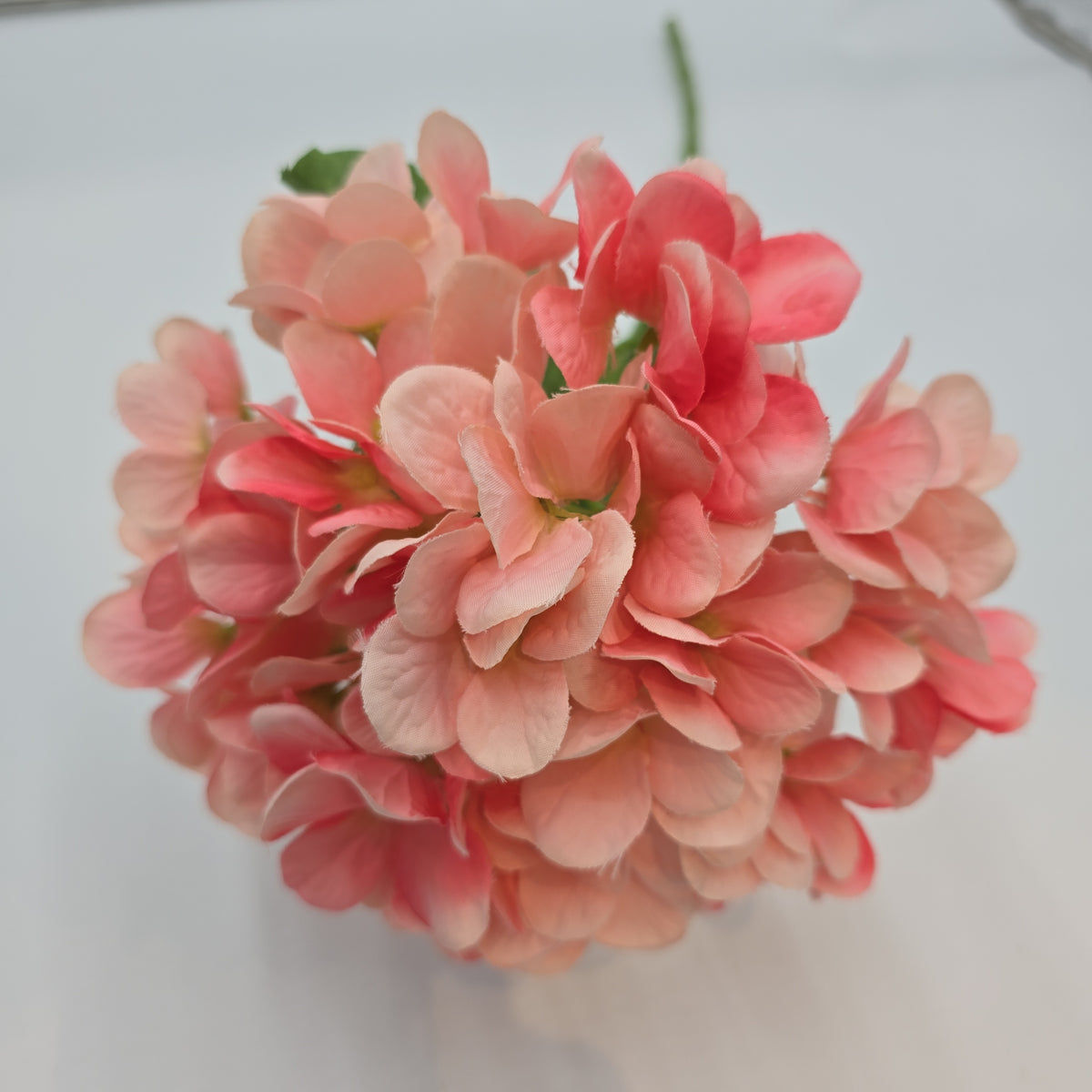 Hydrangea--#Hsh428-pk