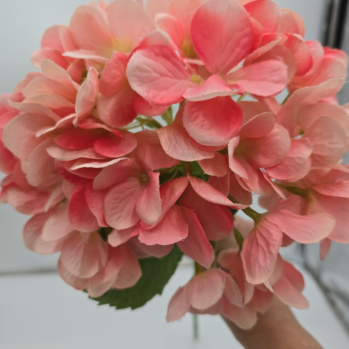 Hydrangea--#Hsh428-pk