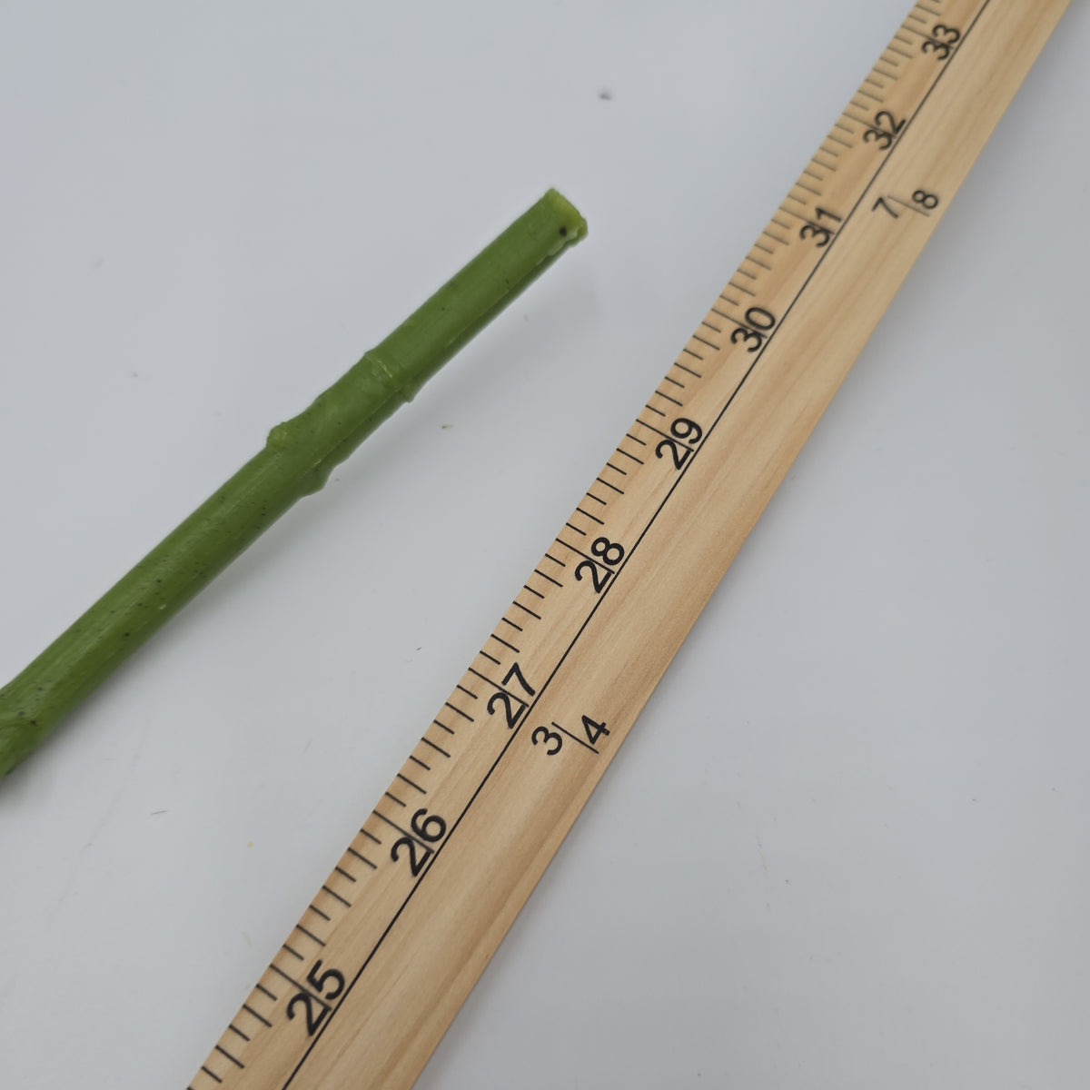 Hydrangea--#Hsh428-pk