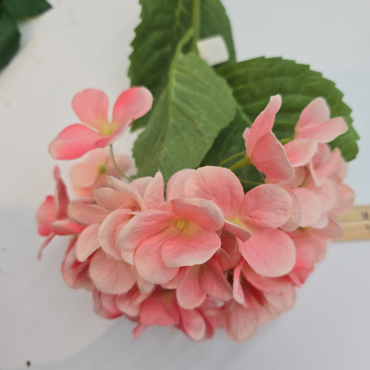 Hydrangea--#Hsh428-pk