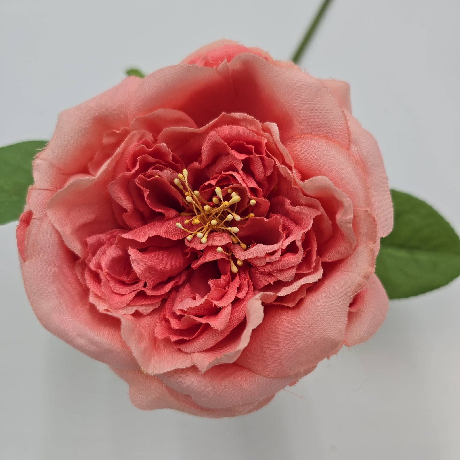 Open Rose--#hsr491-co