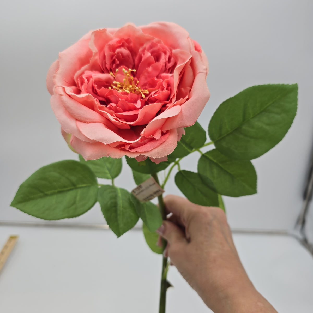 Open Rose--#hsr491-co