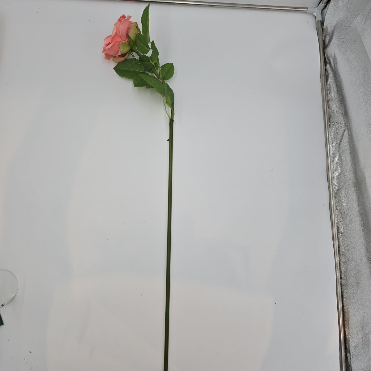 Open Rose--#hsr491-co