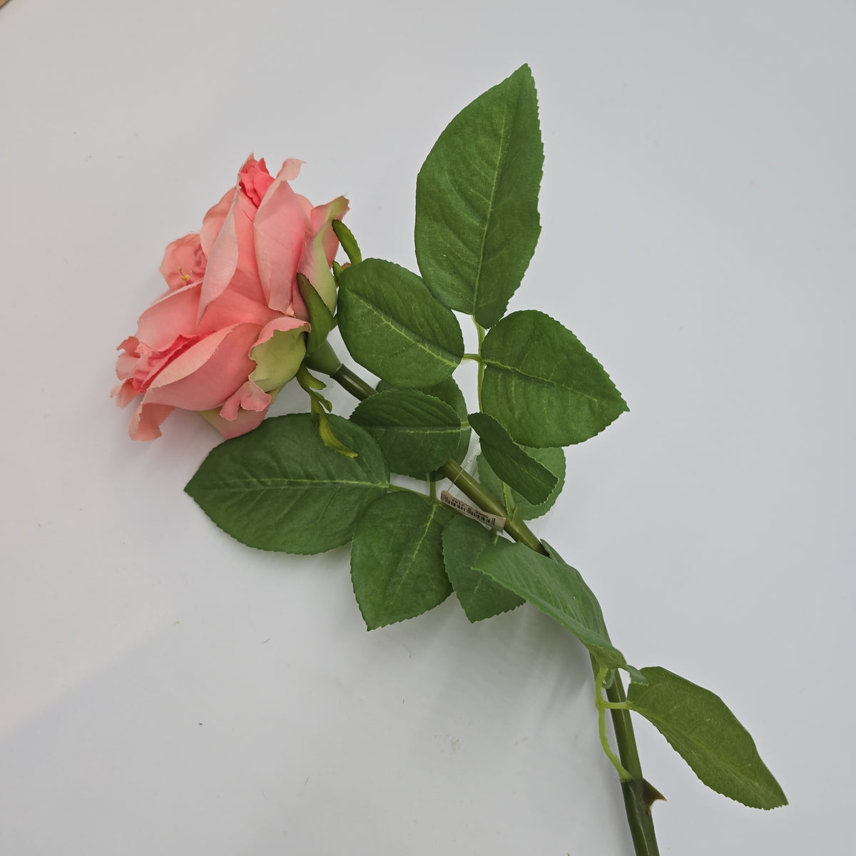 Open Rose--#hsr491-co