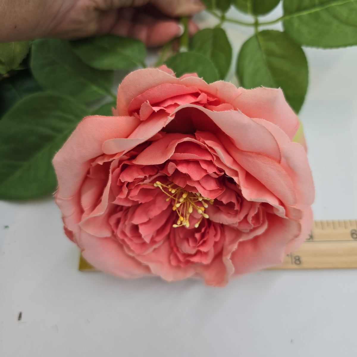 Open Rose--#hsr491-co