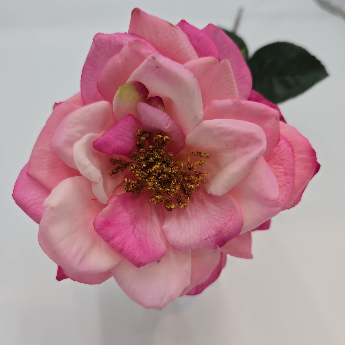 27&quot;RT ORLANE ROSE--gtr282