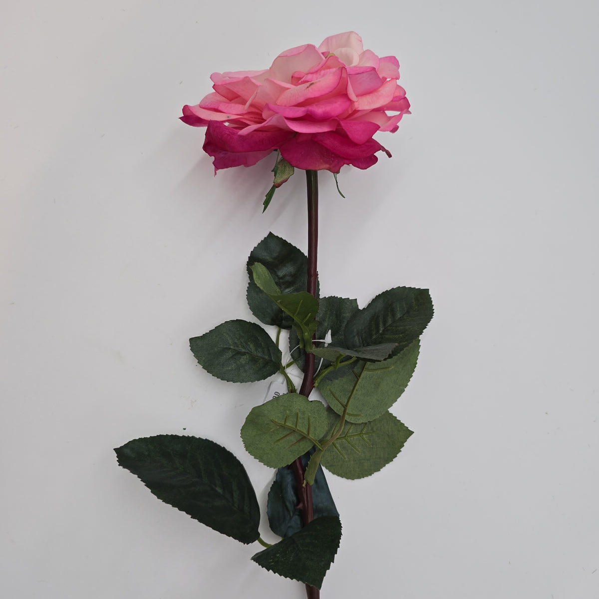 27&quot;RT ORLANE ROSE--gtr282