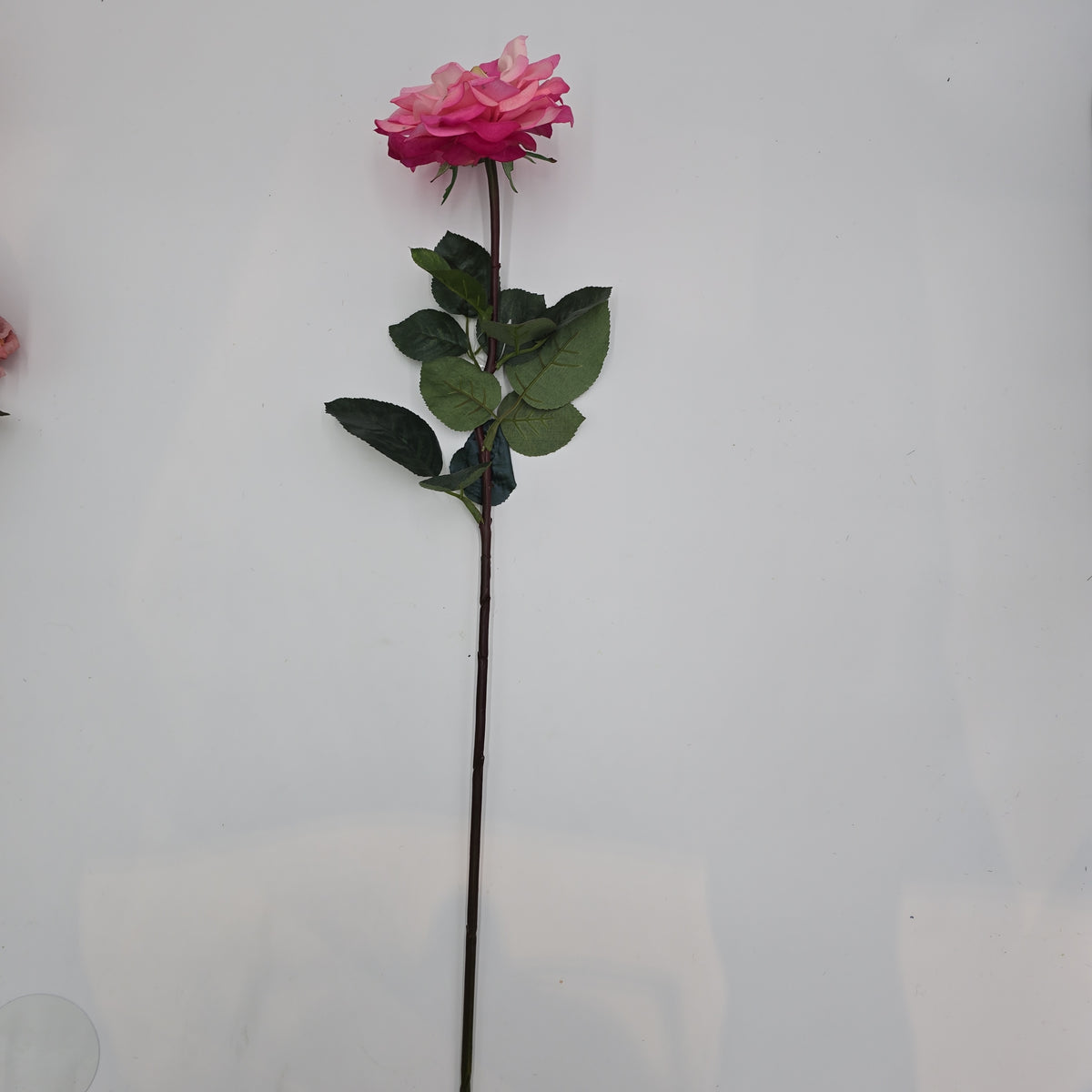 27&quot;RT ORLANE ROSE--gtr282