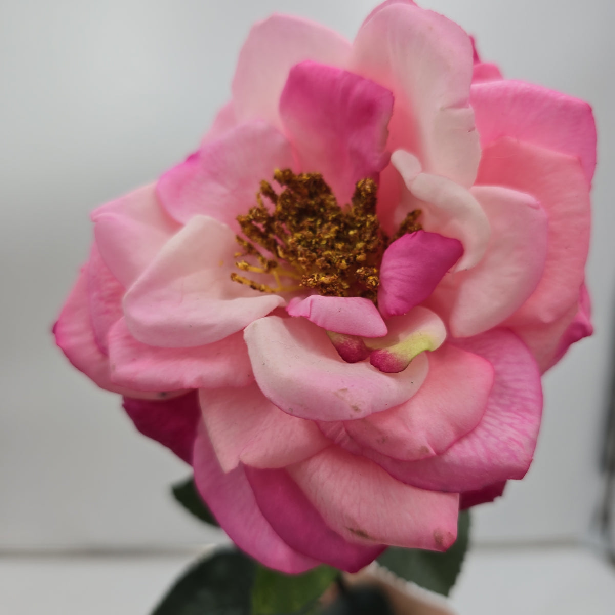 27&quot;RT ORLANE ROSE--gtr282