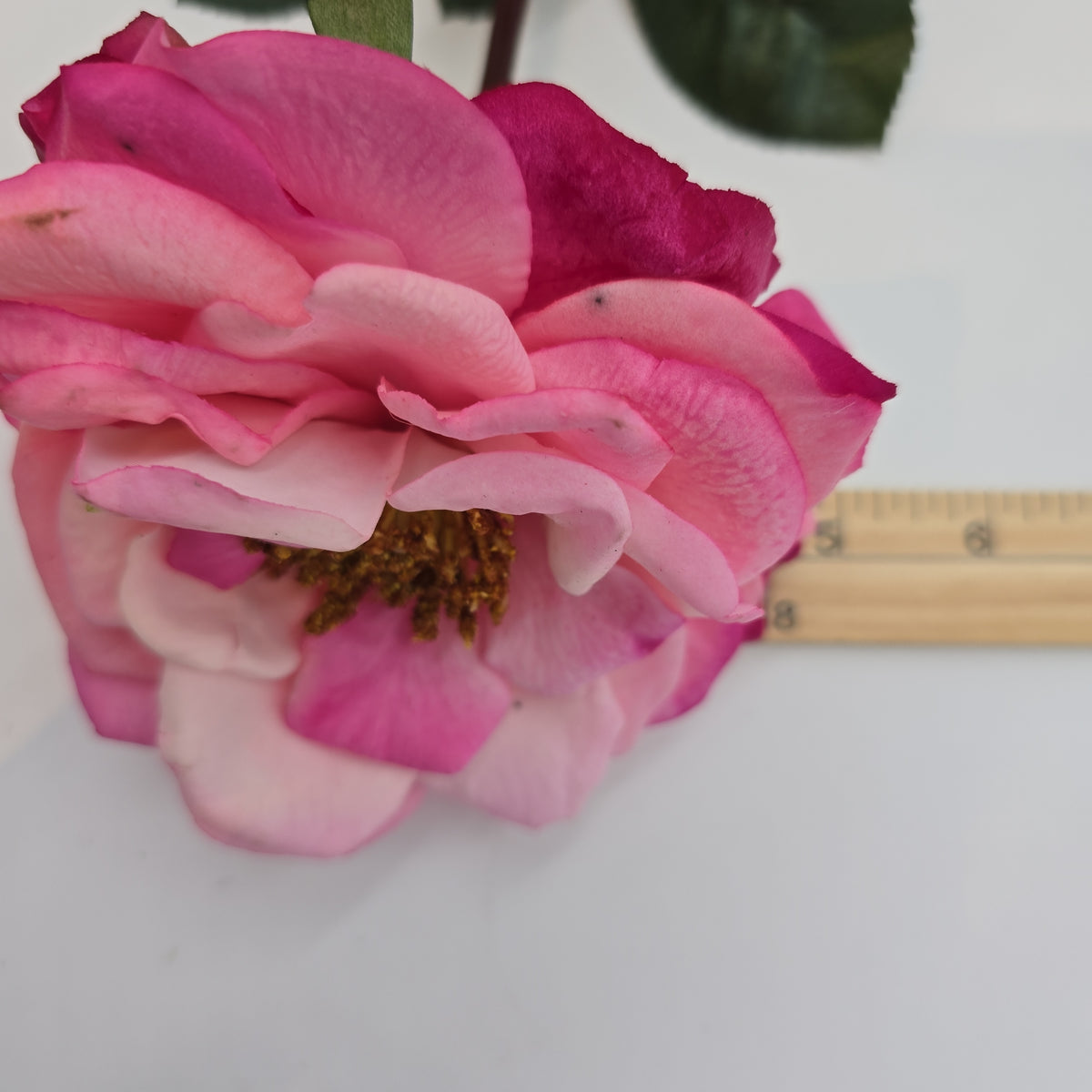 27&quot;RT ORLANE ROSE--gtr282