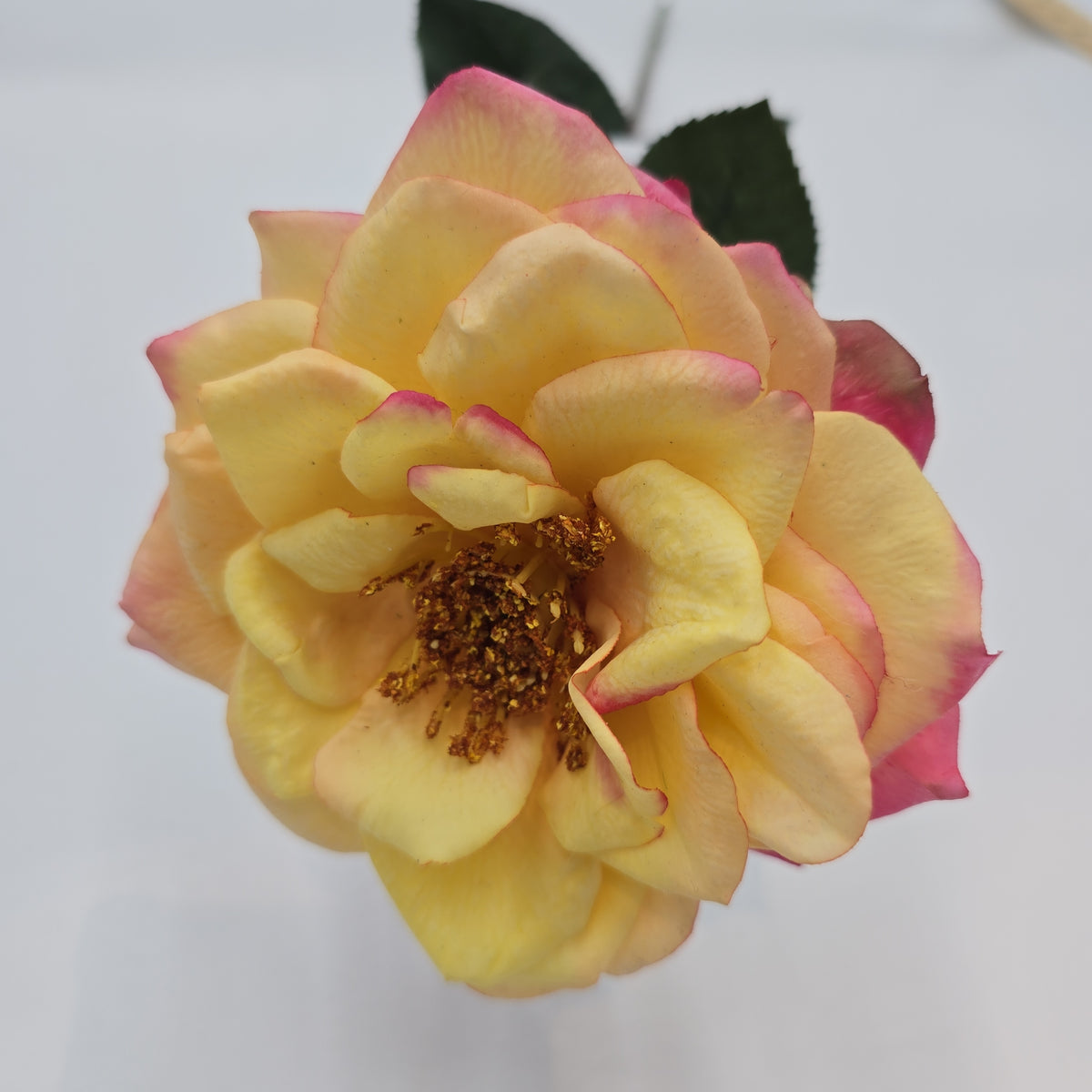 27&quot;RT ORLANE ROSE--gtr282