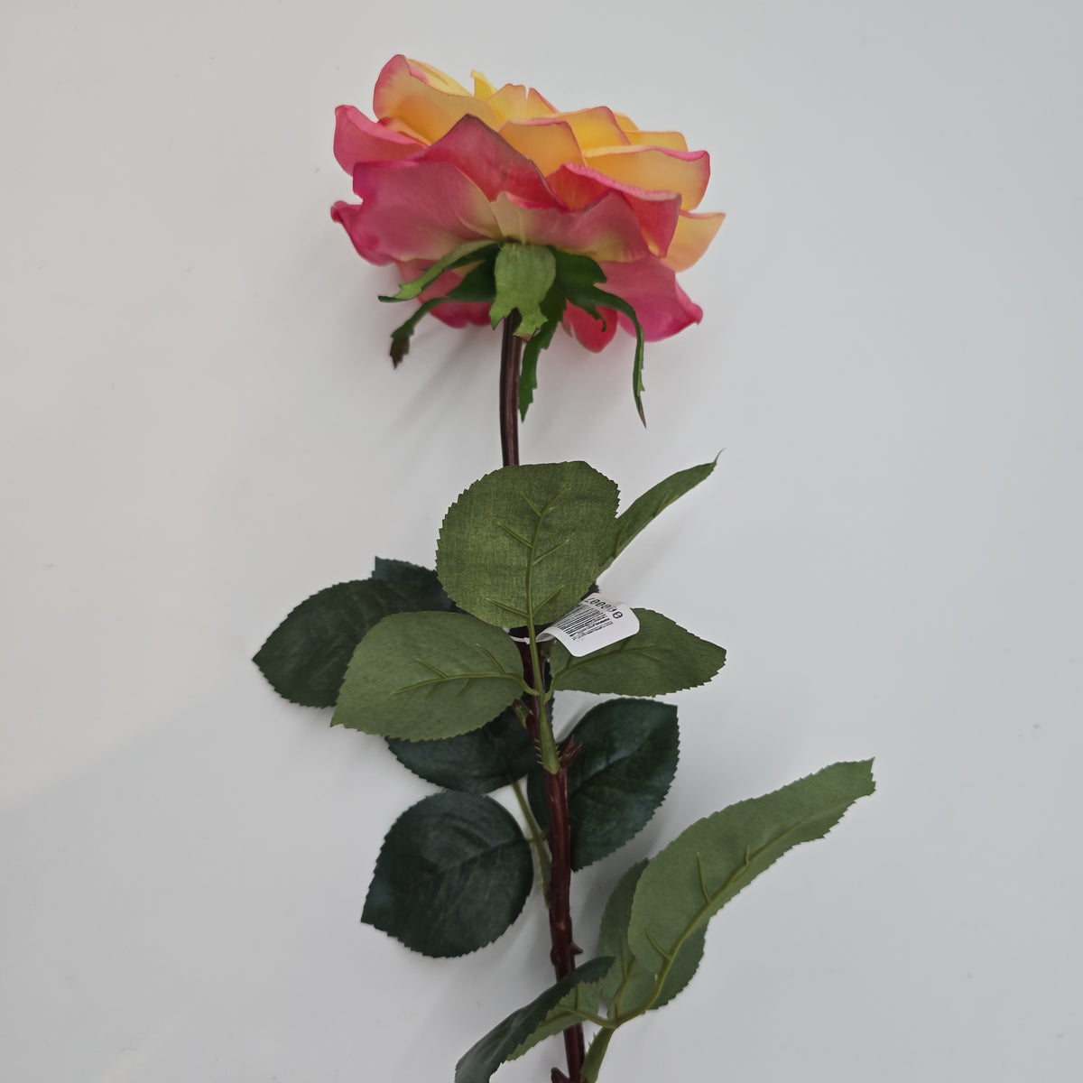 27&quot;RT ORLANE ROSE--gtr282