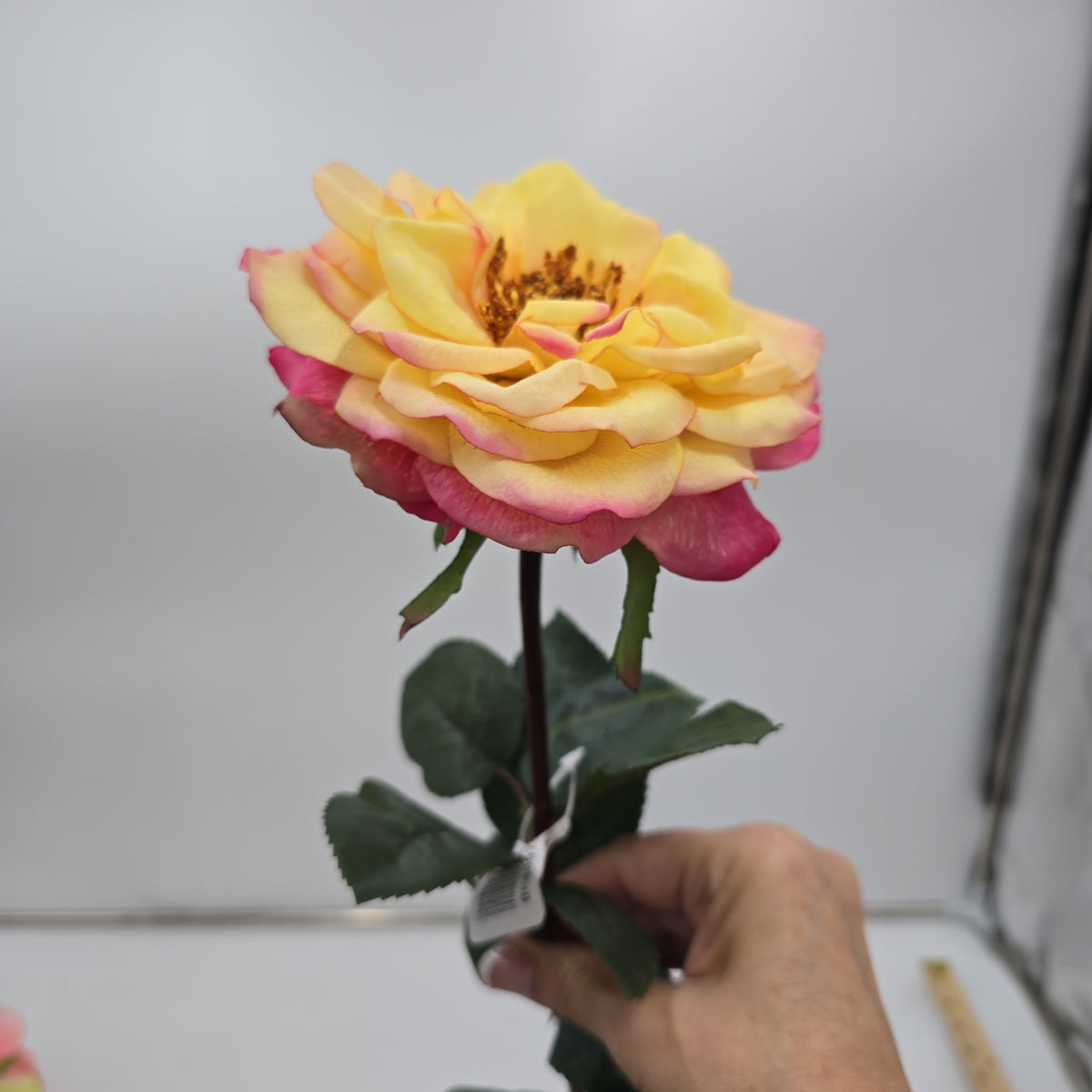 27&quot;RT ORLANE ROSE--gtr282