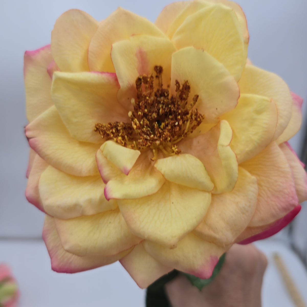 27&quot;RT ORLANE ROSE--gtr282