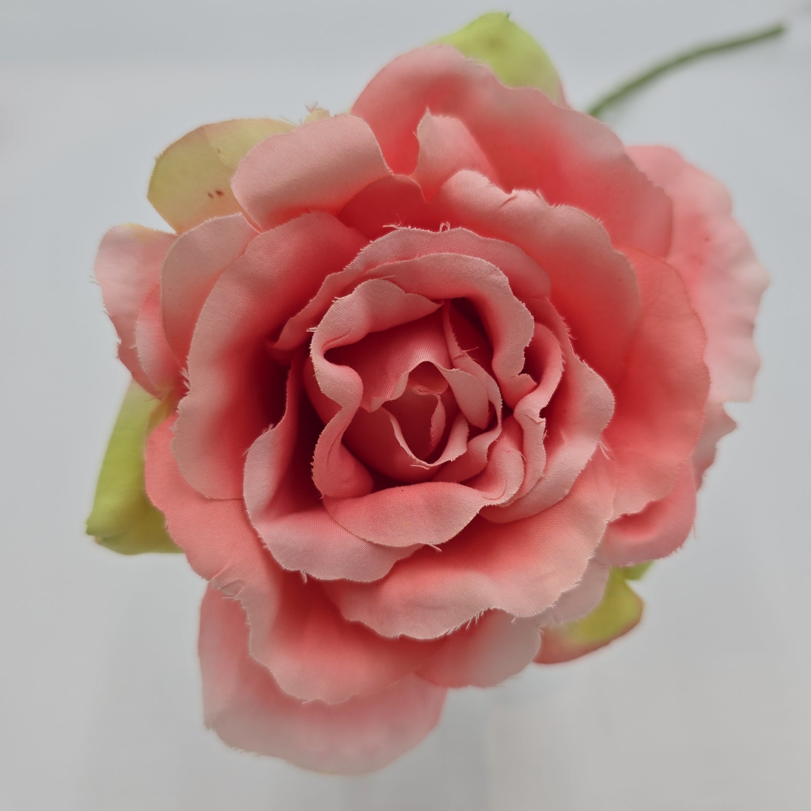 Open Rose--#hsr188-co