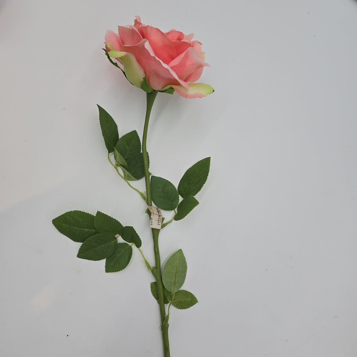 Open Rose--#hsr188-co