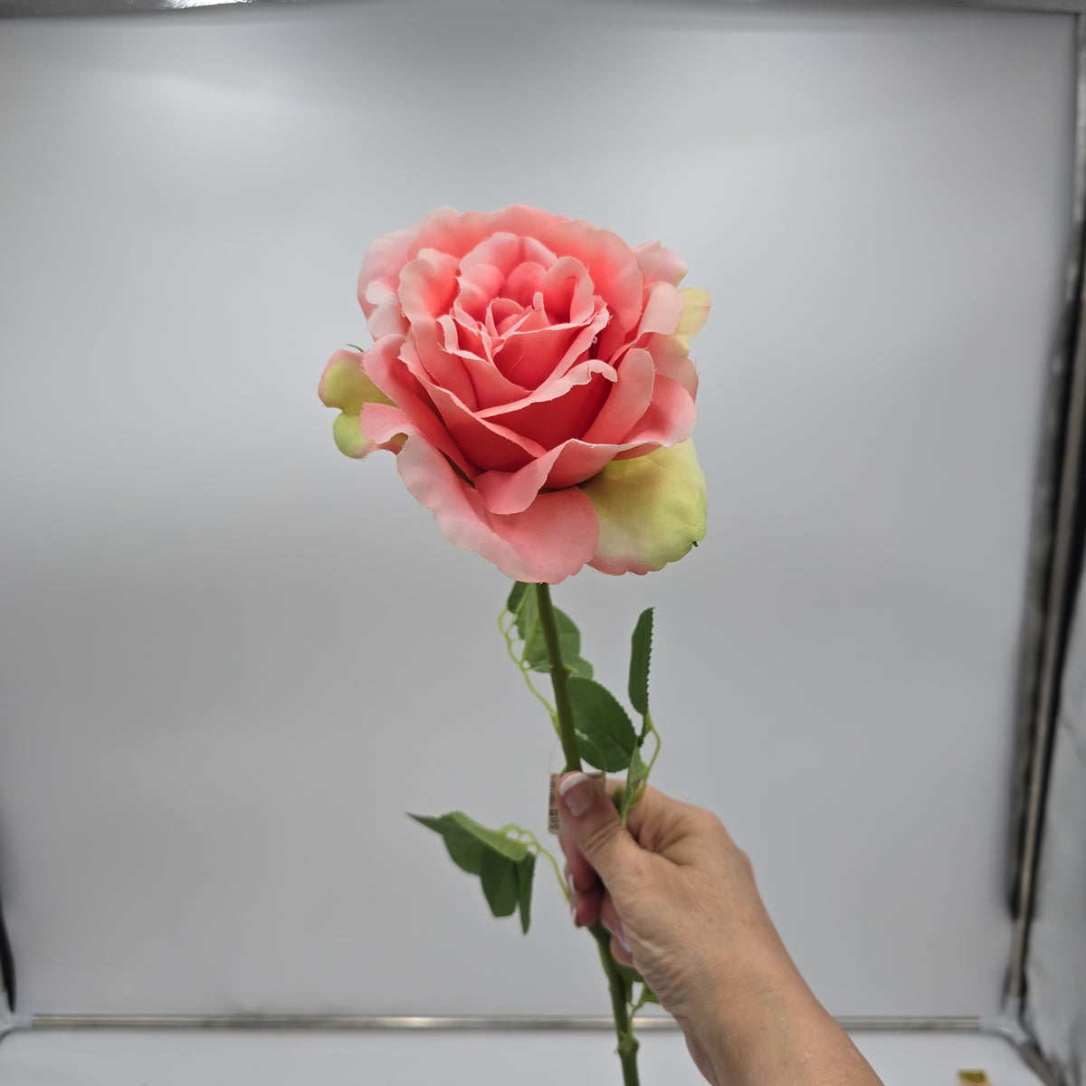 Open Rose--#hsr188-co