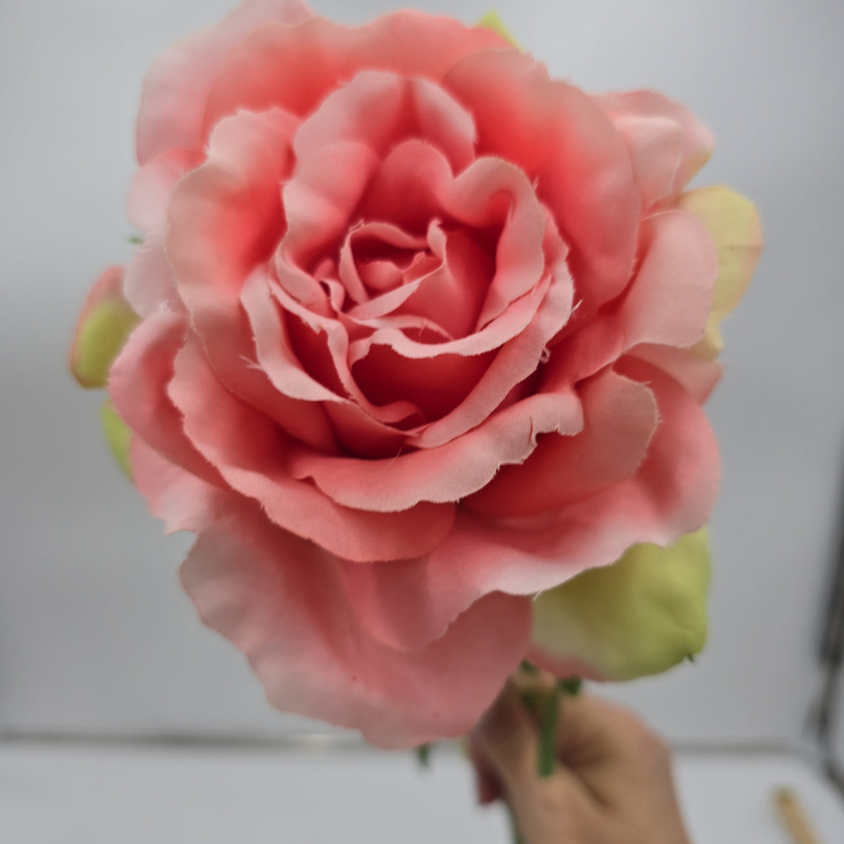 Open Rose--#hsr188-co