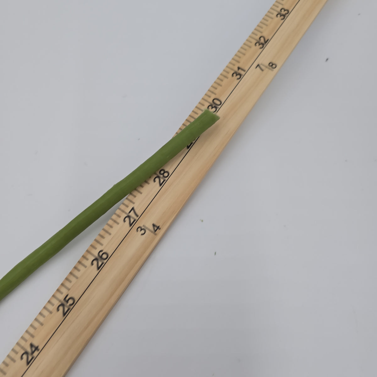 Open Rose--#hsr188-co