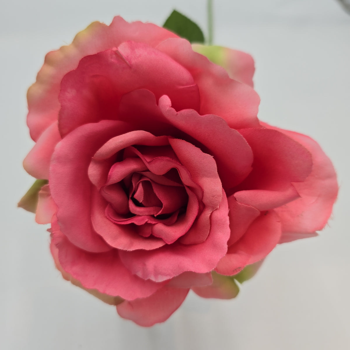 Open Rose--#hsr188-co