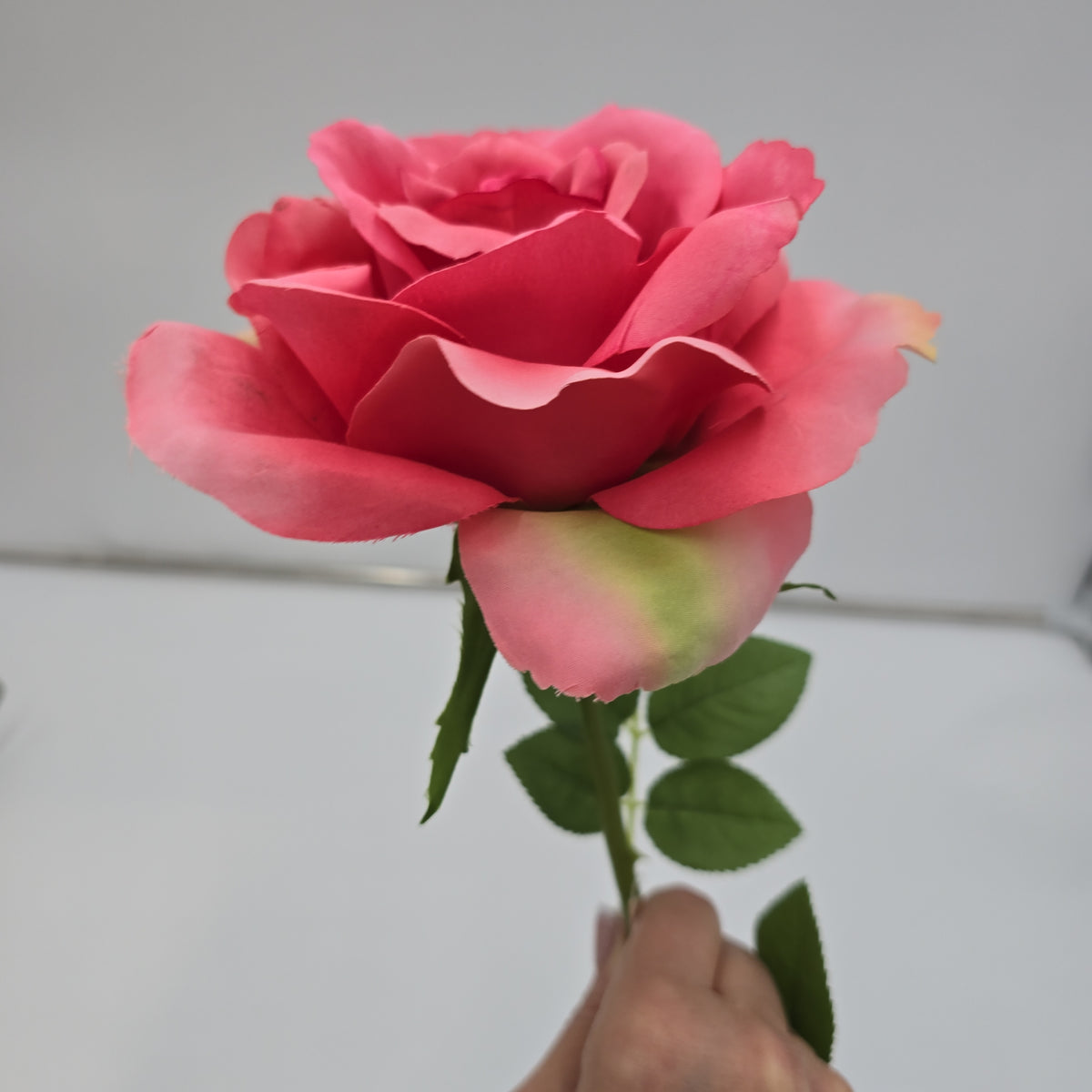 Open Rose--#hsr188-co