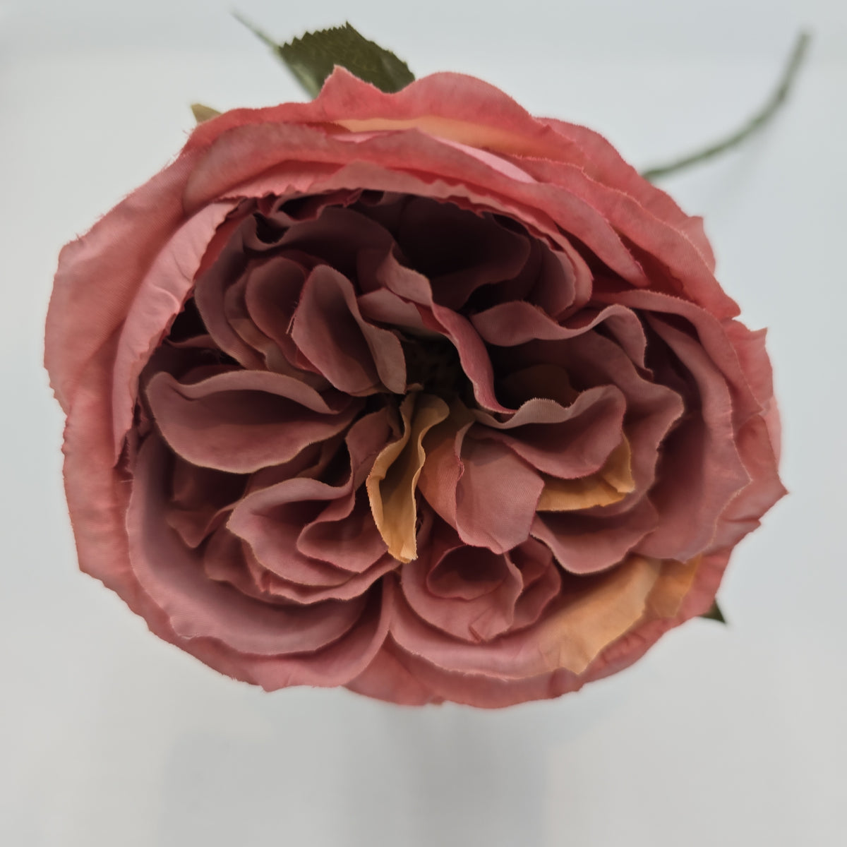 English Rose--fsr258