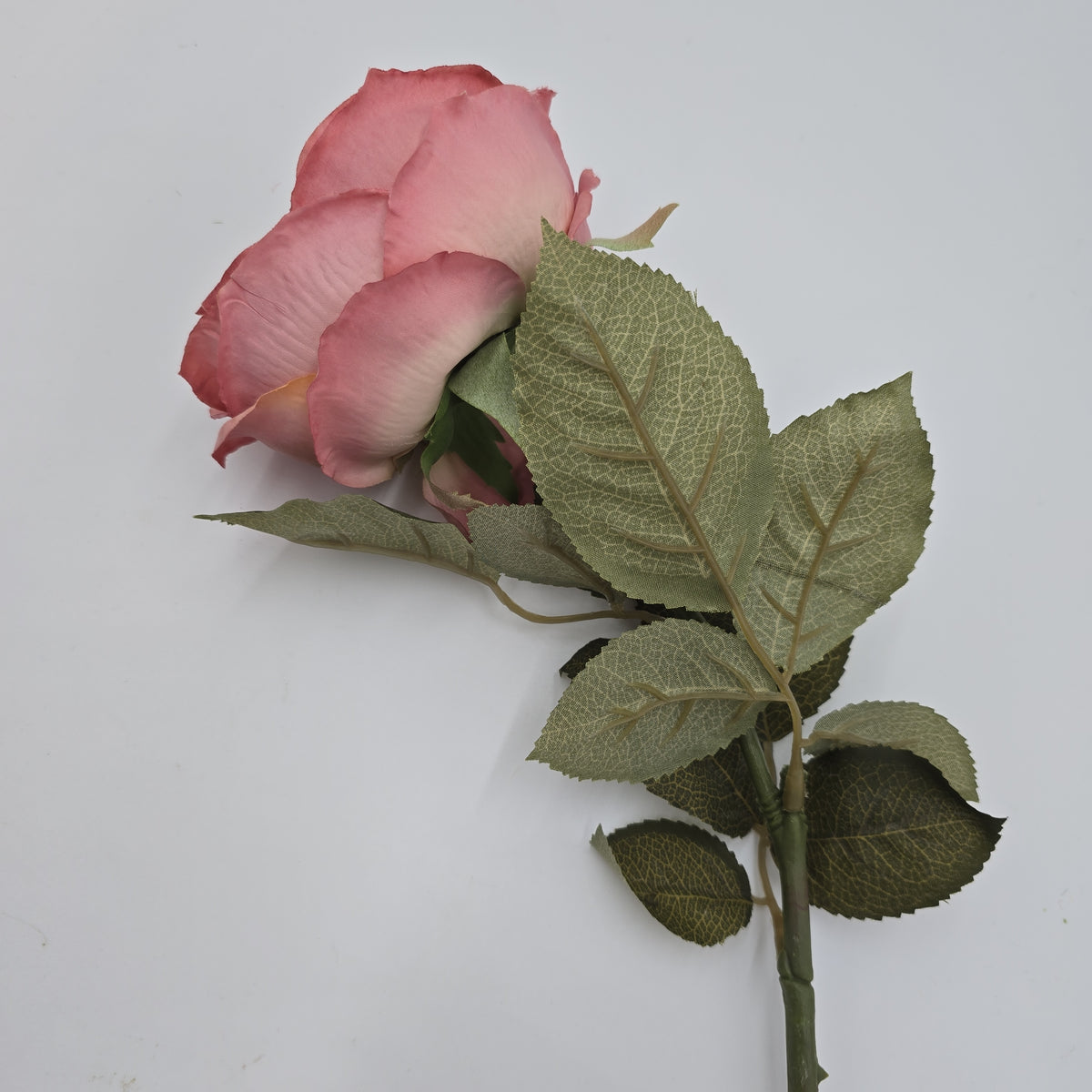 English Rose--fsr258