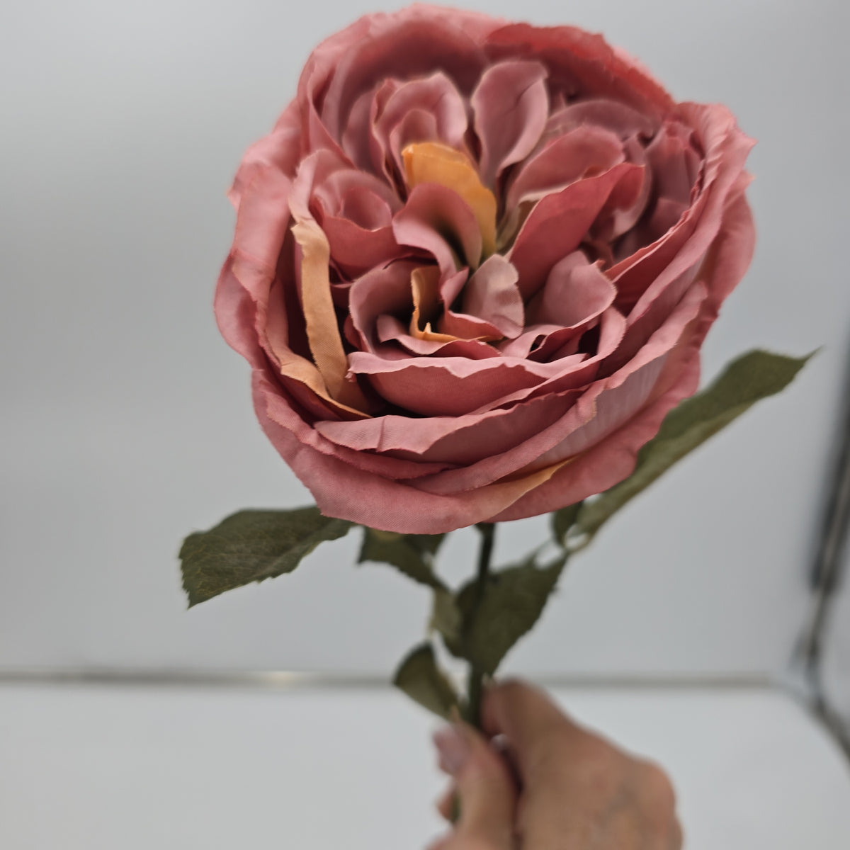 English Rose--fsr258