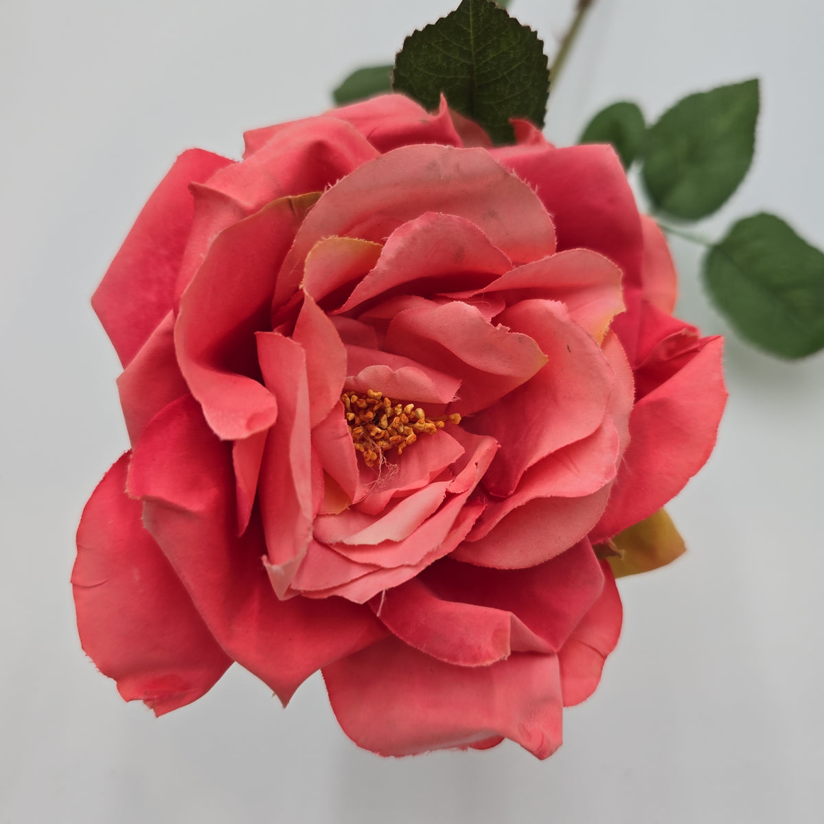 Open Rose--#hsr513-co