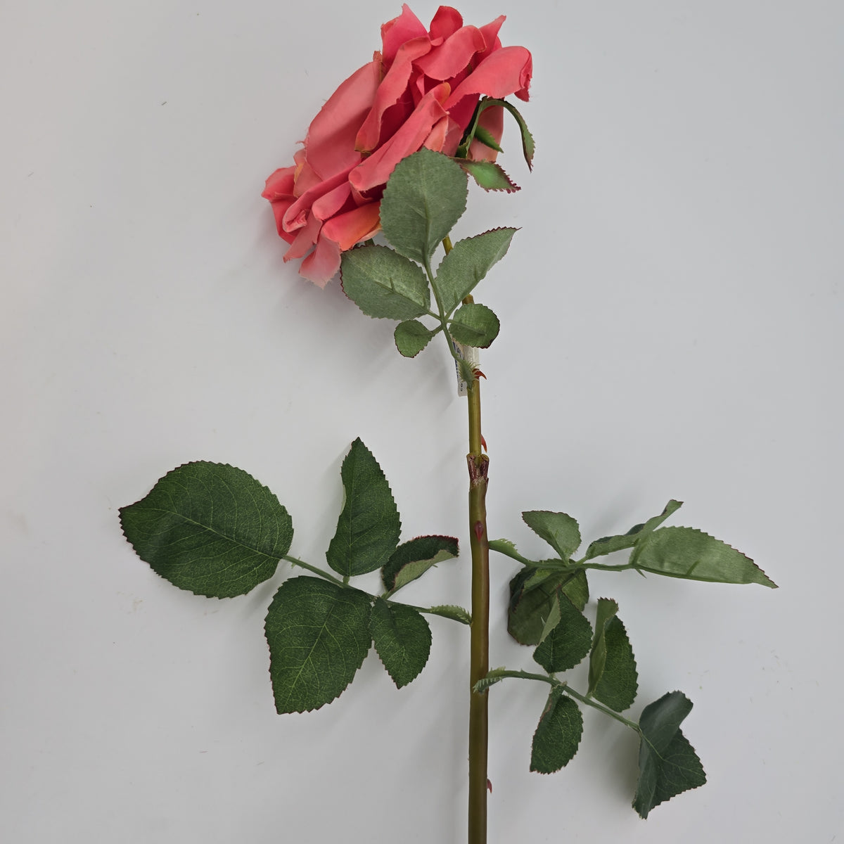 Open Rose--#hsr513-co