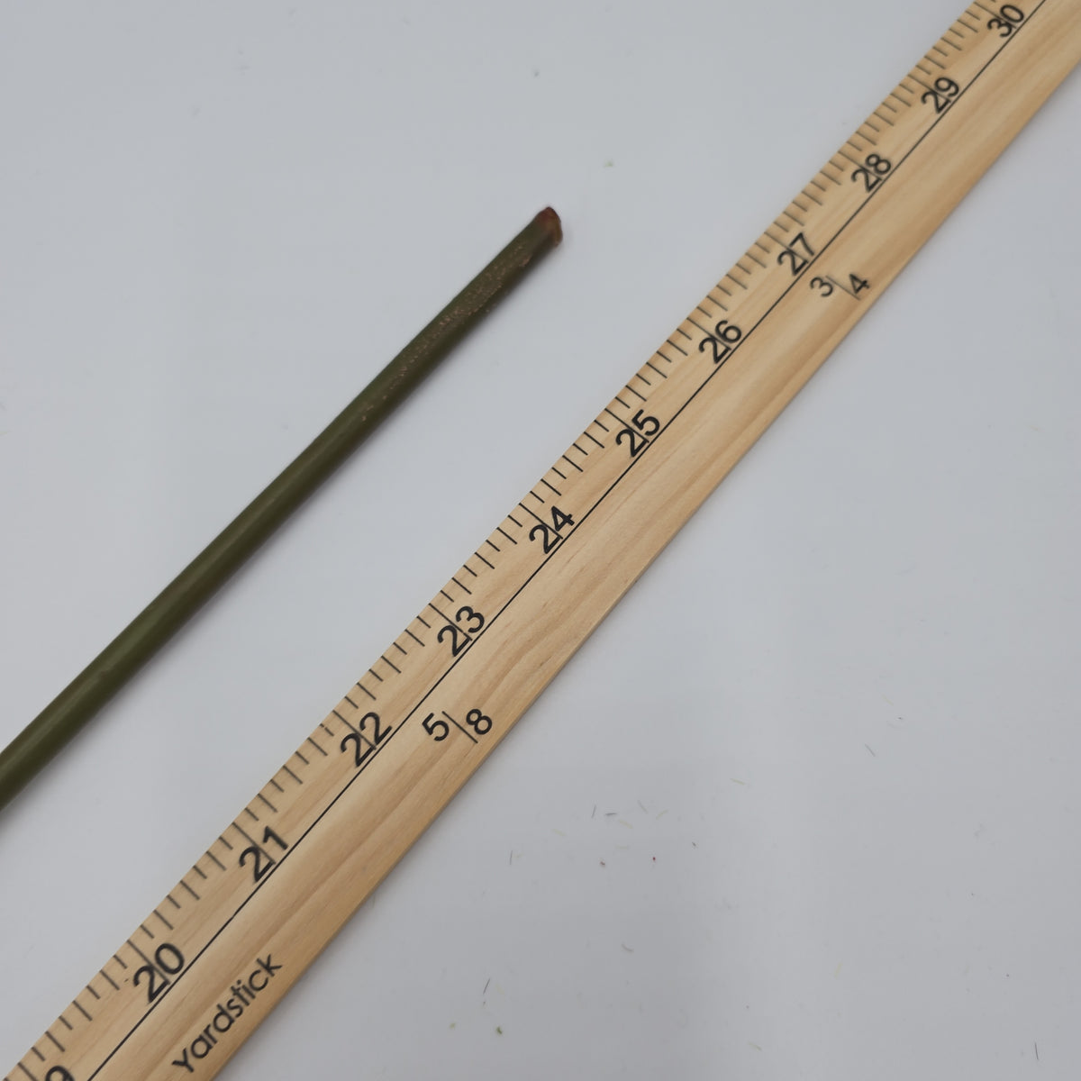 Open Rose--#hsr513-co