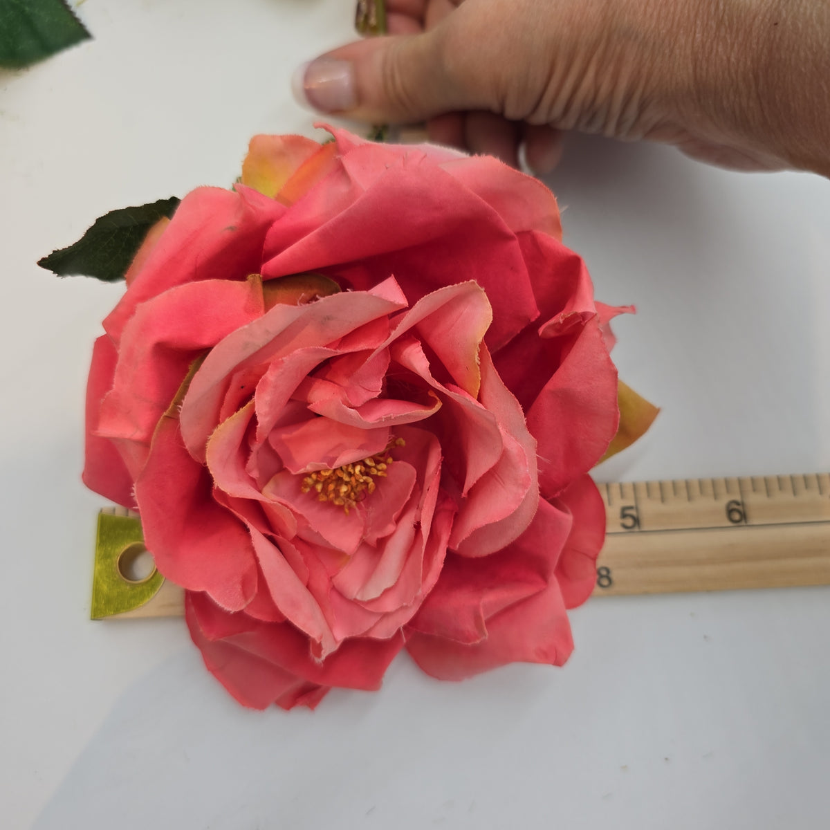 Open Rose--#hsr513-co