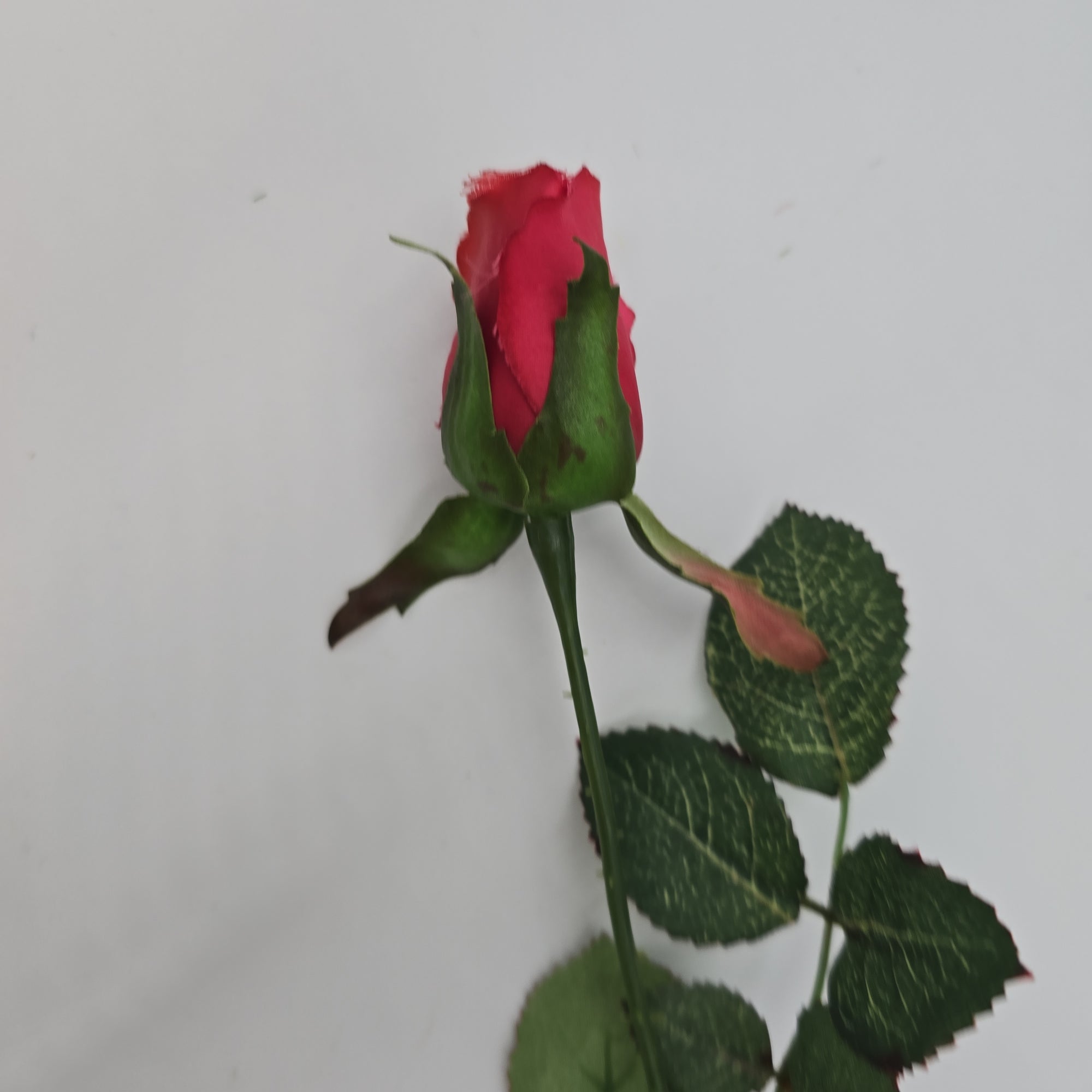 Rose Bud--#gtr513