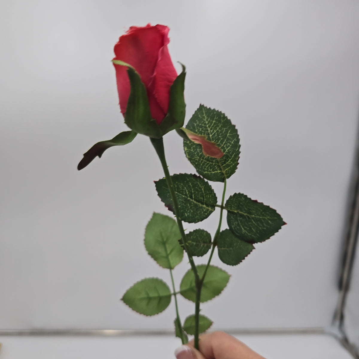 Rose Bud--#gtr513