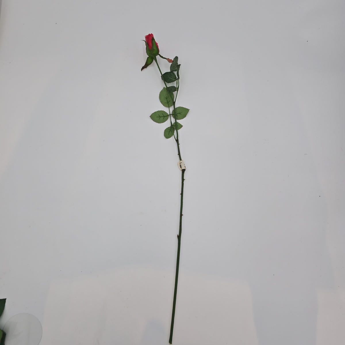 Rose Bud--#gtr513