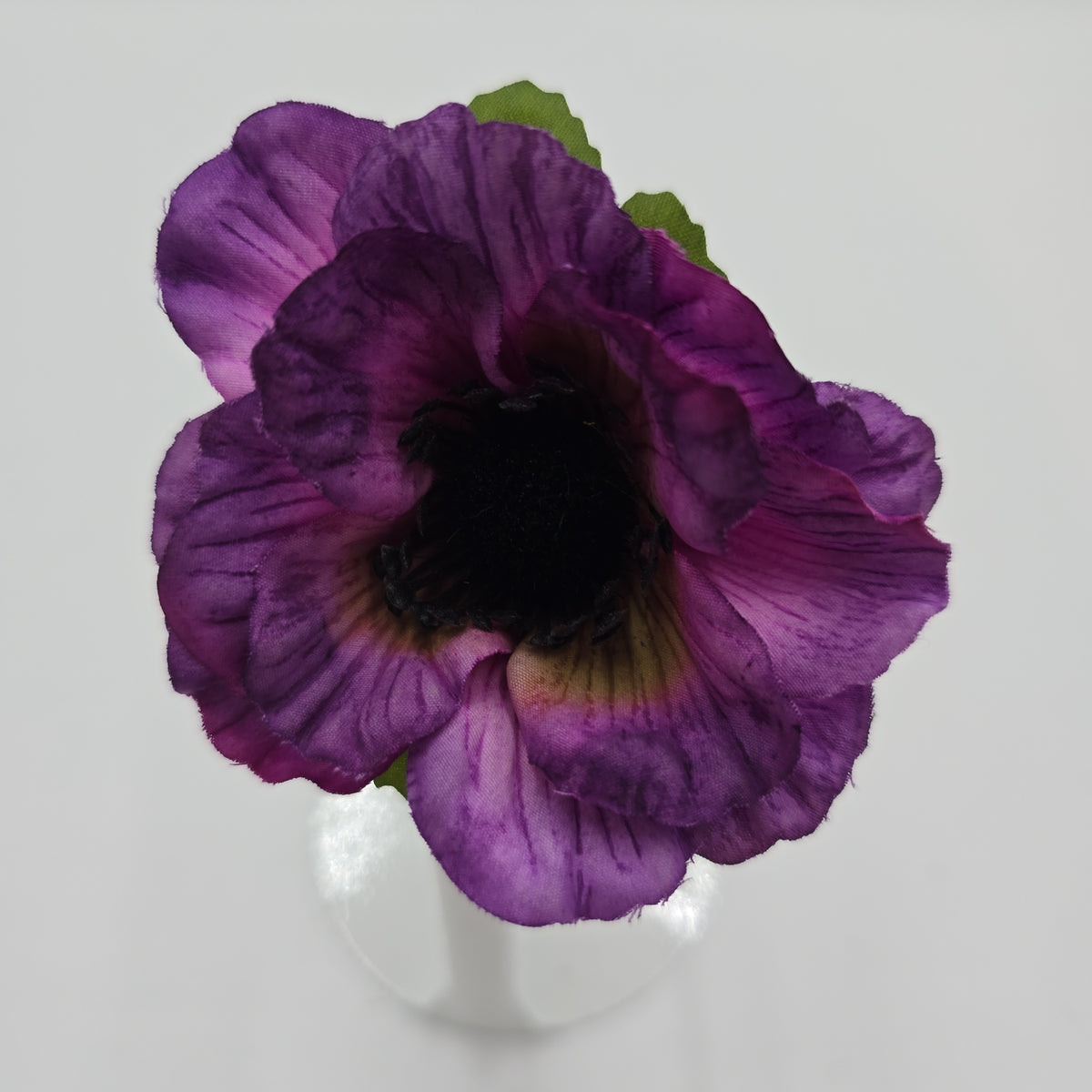 Anemone--#234633