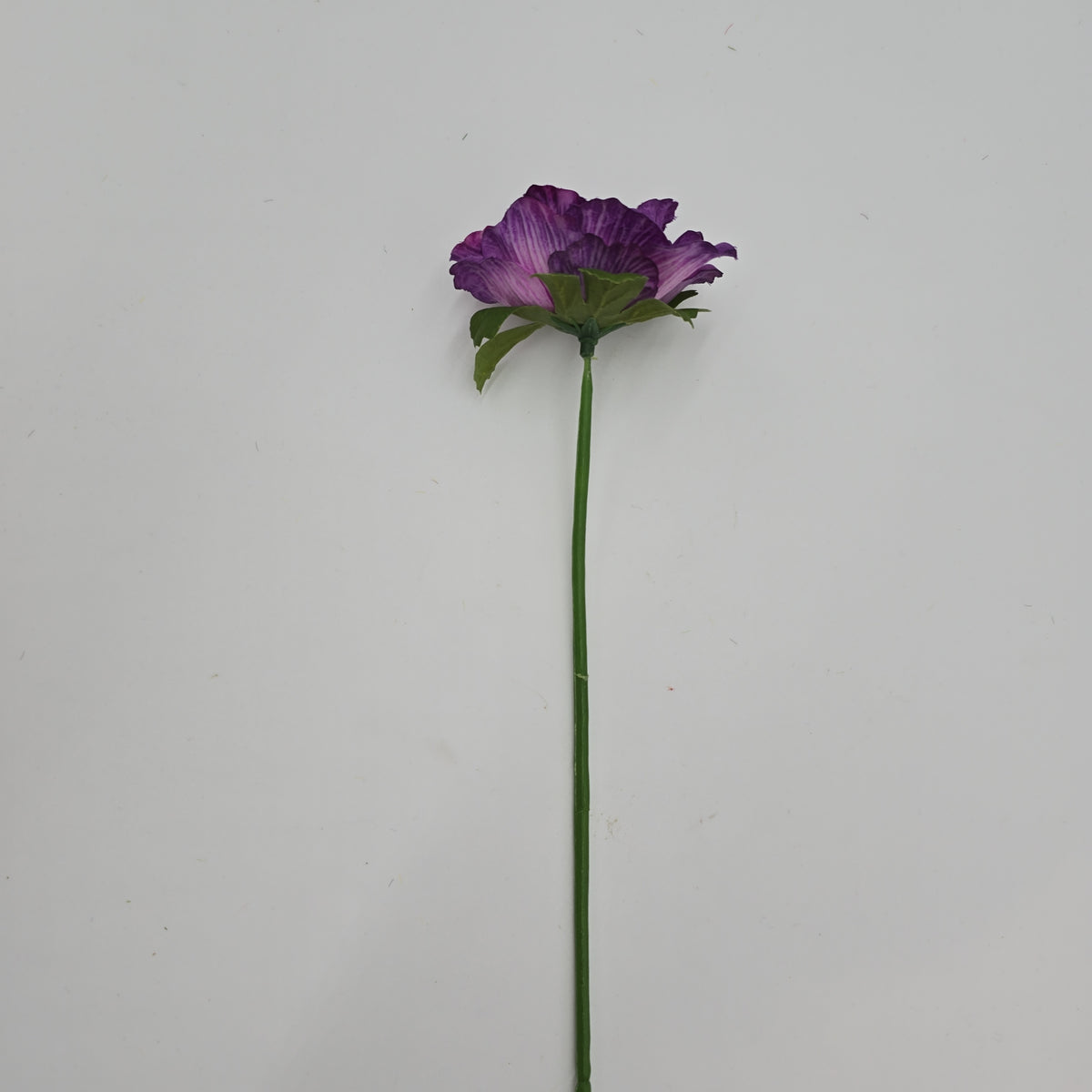 Anemone--#234633