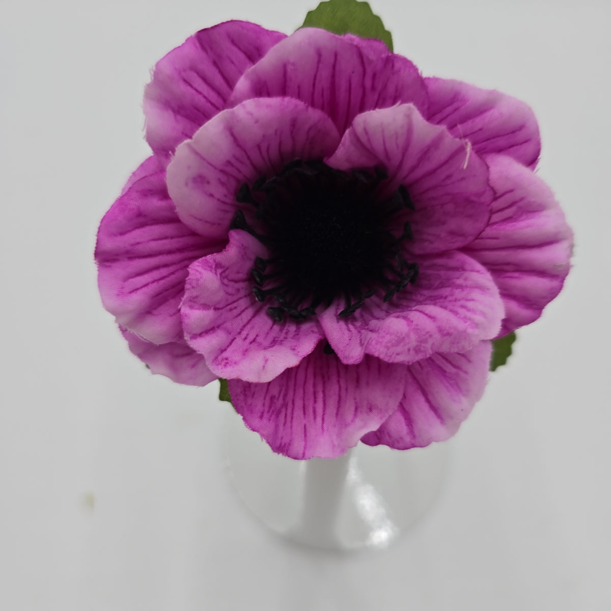 Anemone--#234633