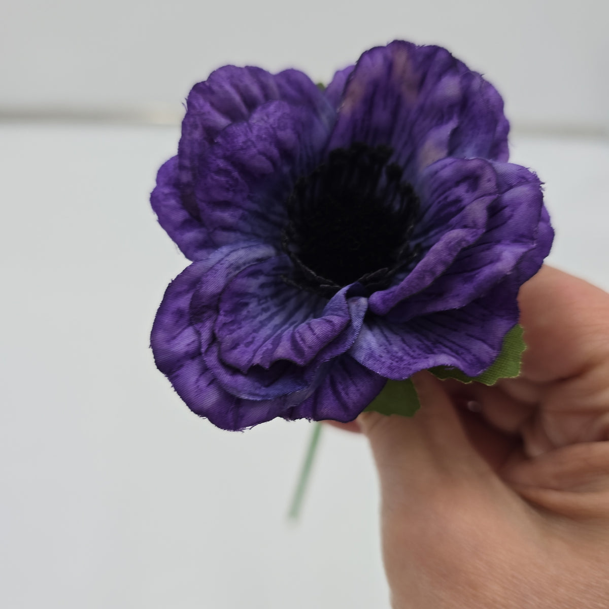 Anemone--#234633