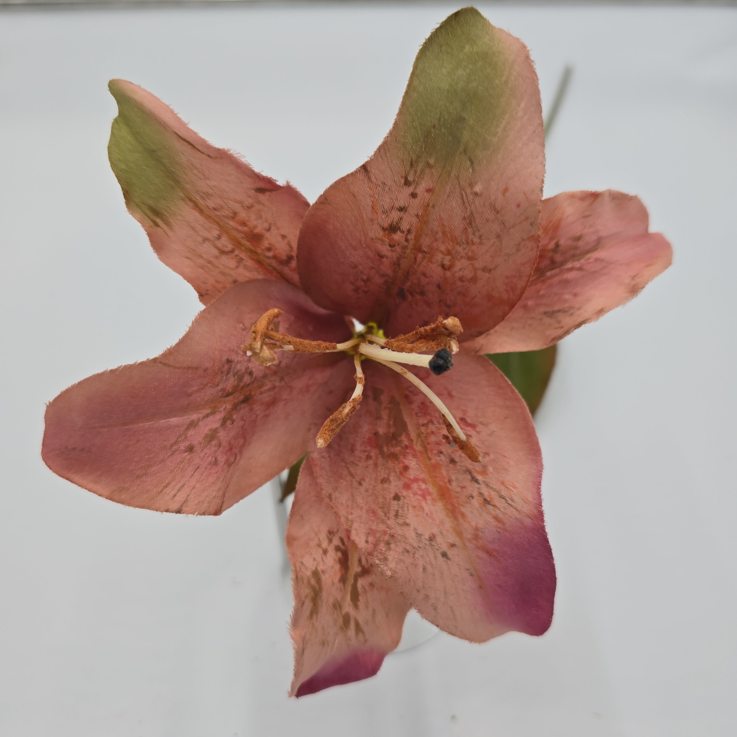 mv tiger lily Lily--#190-mv
