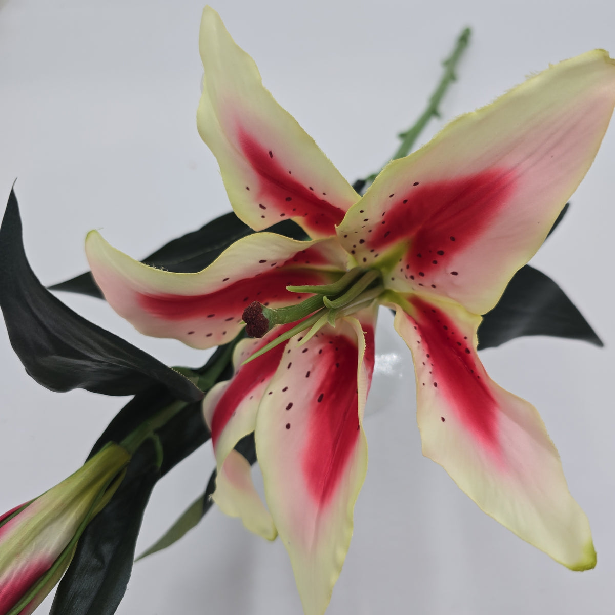 Casablanca Lily--#fsc351