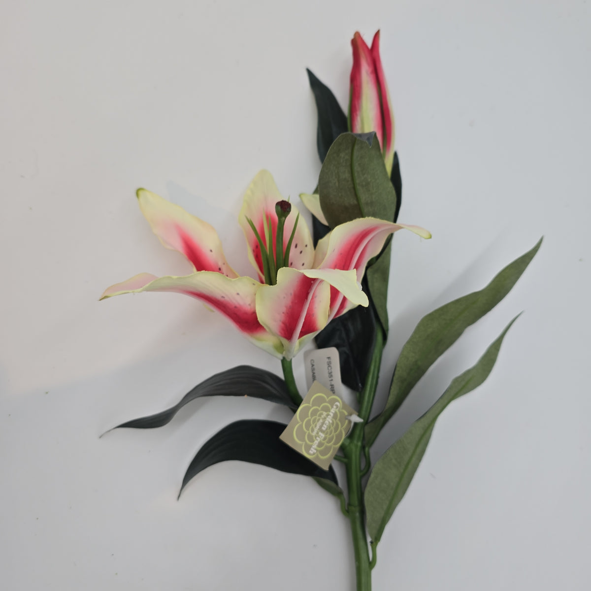 Casablanca Lily--#fsc351