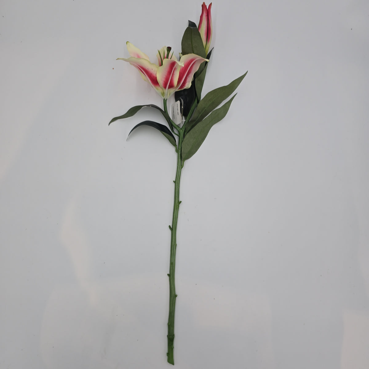 Casablanca Lily--#fsc351