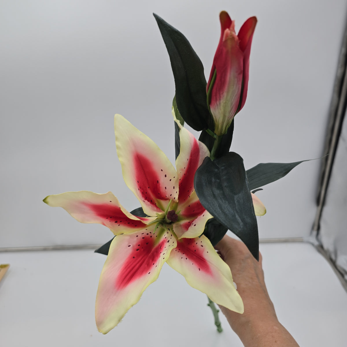 Casablanca Lily--#fsc351