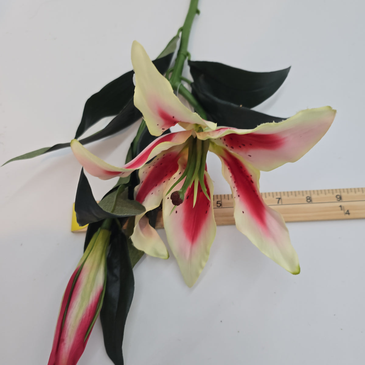 Casablanca Lily--#fsc351