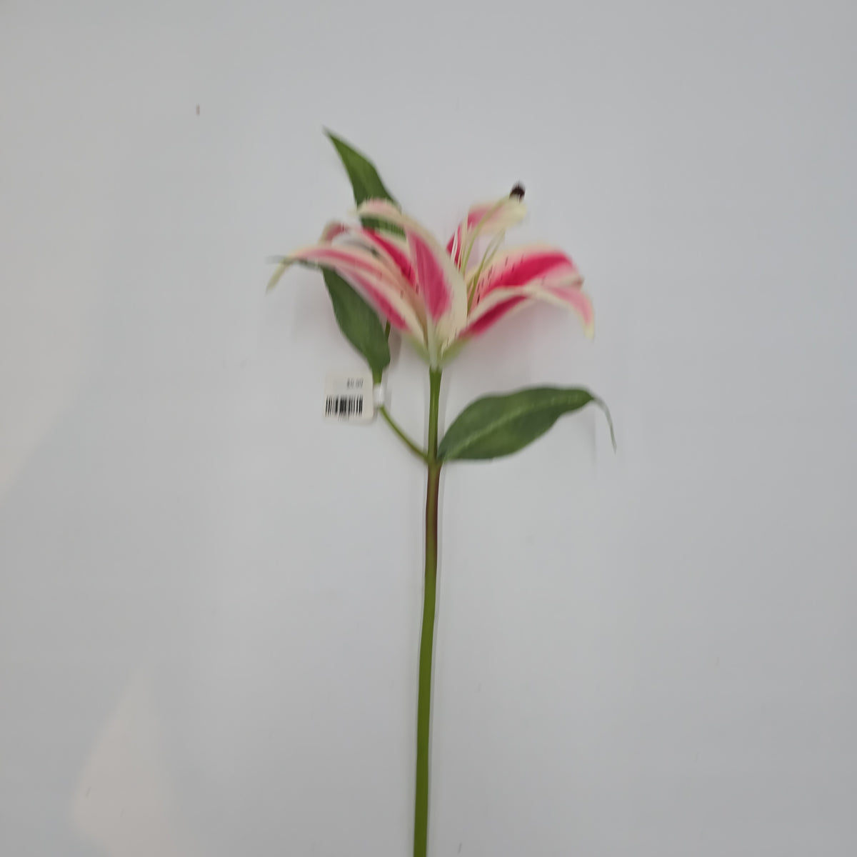 15&quot; Lily--#fsl377