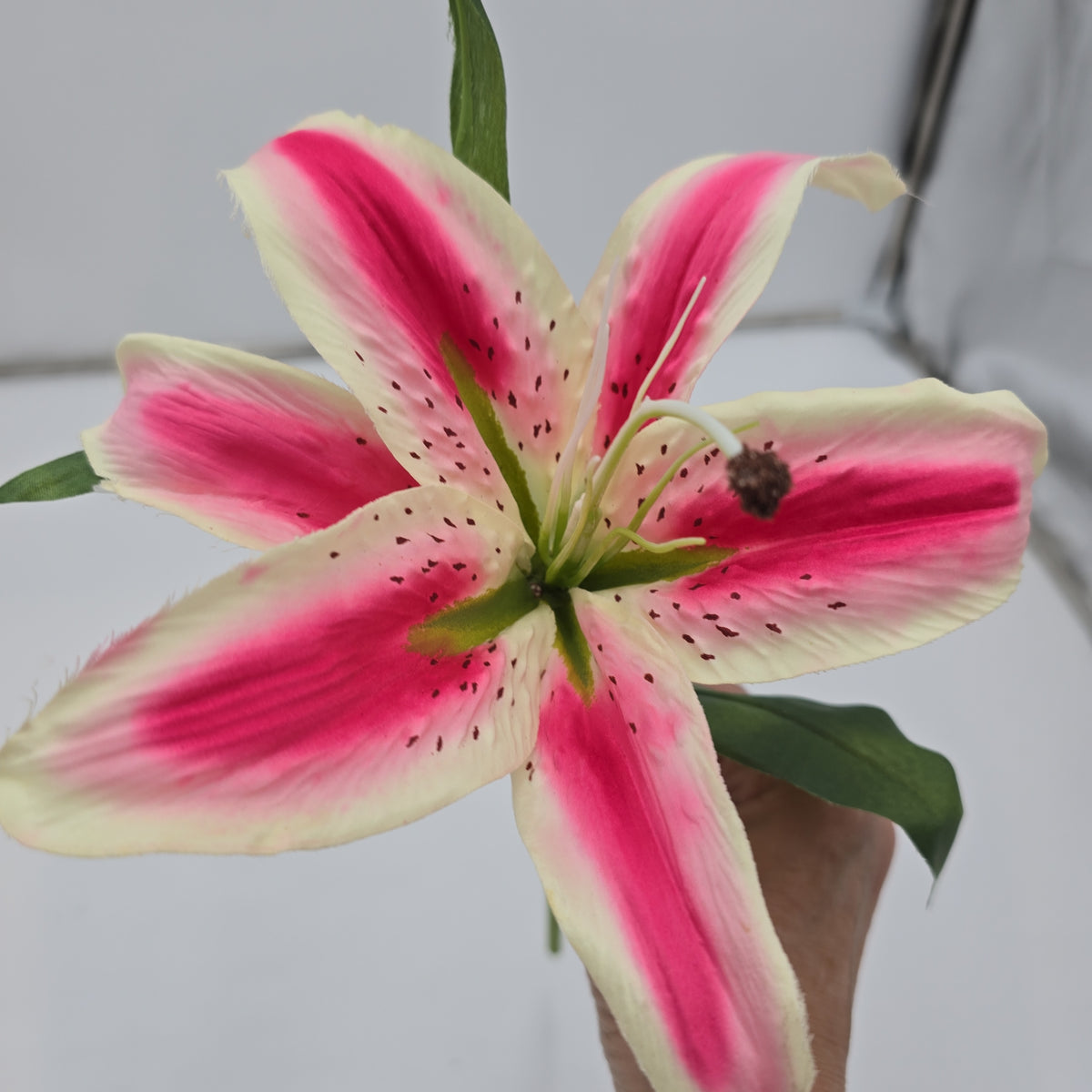 15&quot; Lily--#fsl377