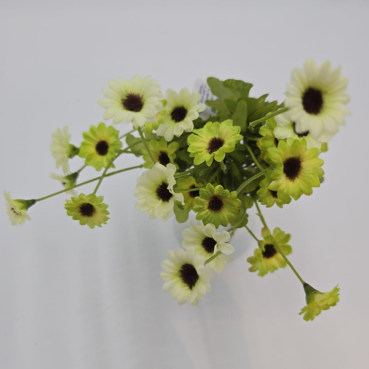 10.5&quot;DAISY BUSH--FBD515