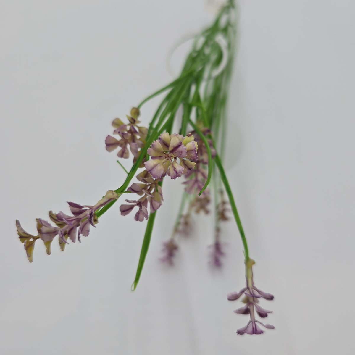 Wild Blossom--#fsb215